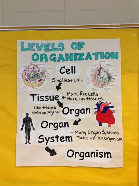 Science Biology Science Anchor Charts Science Cells