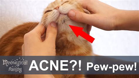 Feline Acne Home Treatment Homemade Ftempo