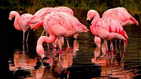 Can You Own A Flamingo As Pet Is It Legal Everything You Need To Know