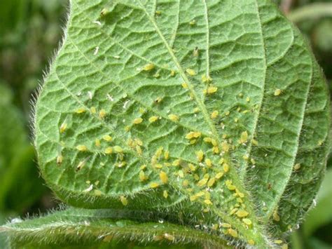 what are aphids and how to protect plants from it