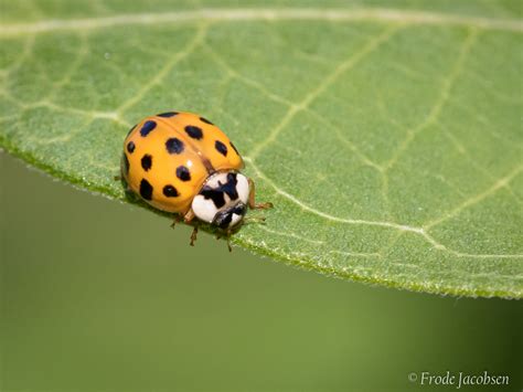 Maryland Biodiversity Project Multicolored Asian Lady Beetle
