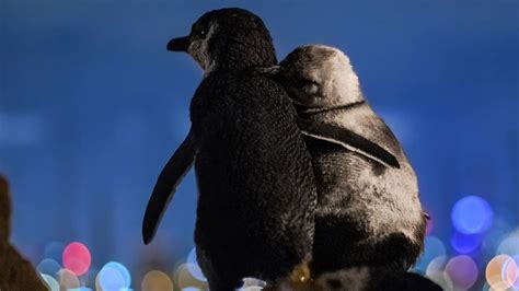 This Photo Of Two Widowed Penguins Consoling Each Other ...