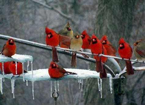 Cardinals Beautiful Birds Birds Red Birds
