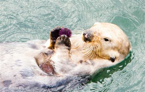 Sea Otter Eating Purple Sea Urchin