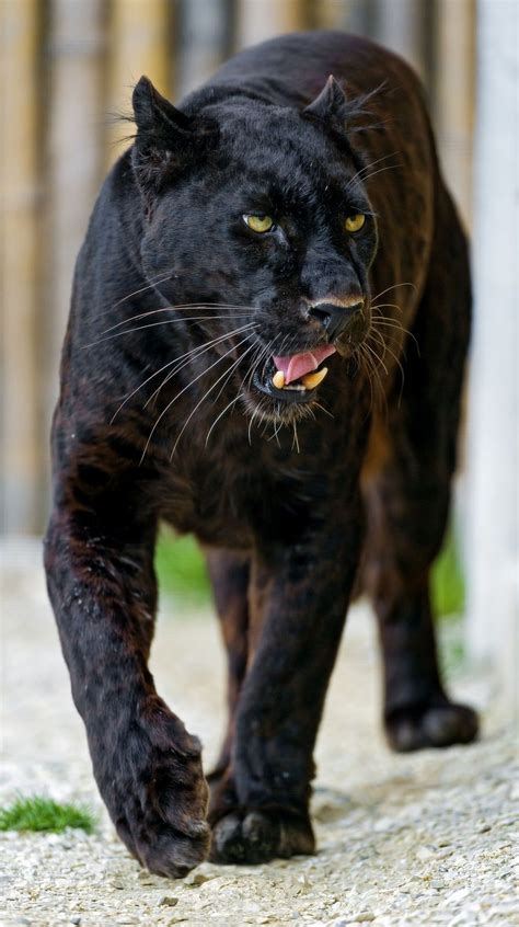 Blacky Walking And Showing His Tongue Jaguar Animal Black Panther