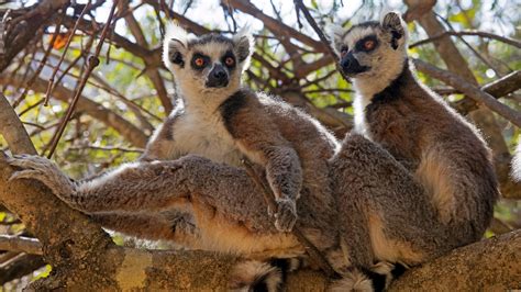 Lemur Facts Types Diet Reproduction Classification Pictures