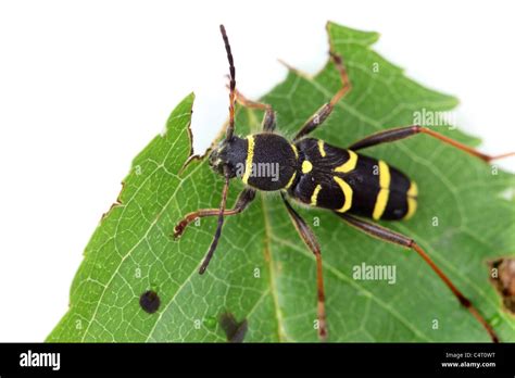 Wasp Beetle Hi Res Stock Photography And Images Alamy