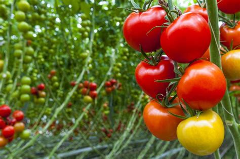 Tips For New Tomato Growers Kellogg Garden Products