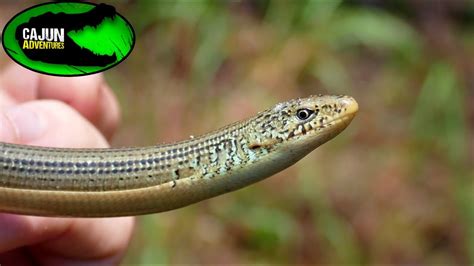 Closer Look At Legless Lizards Youtube