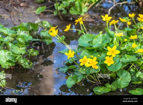 Caltha Palustris Known As Marsh Marigold And Kingcup Is A Small To