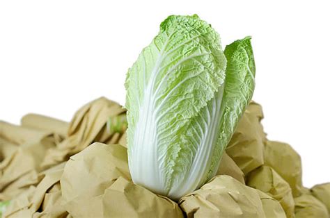 Wombok Cabbage Stock Photos Pictures And Royalty Free Images Istock