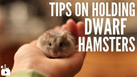 Tips On Holding Dwarf Hamsters Youtube
