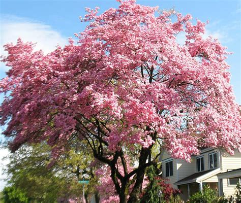 Trees that flower can add a dramatic effect to your landscaping and be the focal point of your yard each spring when the trees are in bloom. Pink Dogwood Flowering Tree | Ison's Nursery & Vineyard