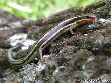 Skiltons Skink Plestiodon Skiltonianus Skiltonianus