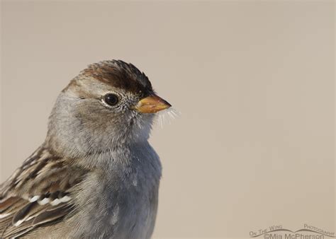 Molting Immature White Crowned Sparrows On The Wing Photography