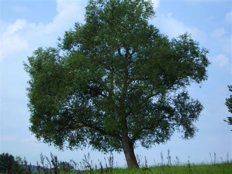 De kroon is breed en koepelvormig. Gelbe Weide