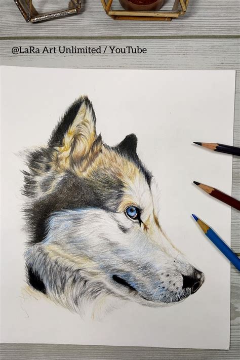 Realistic Dog Pencil Drawing Siberian Husky Pencil Drawing Dog