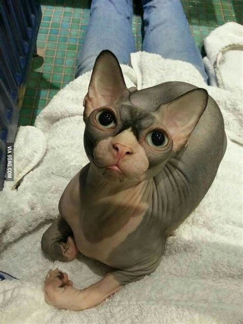 Sphynx Kitty Kittens Cutest Cats And Kittens Cute Cats Funny Cats