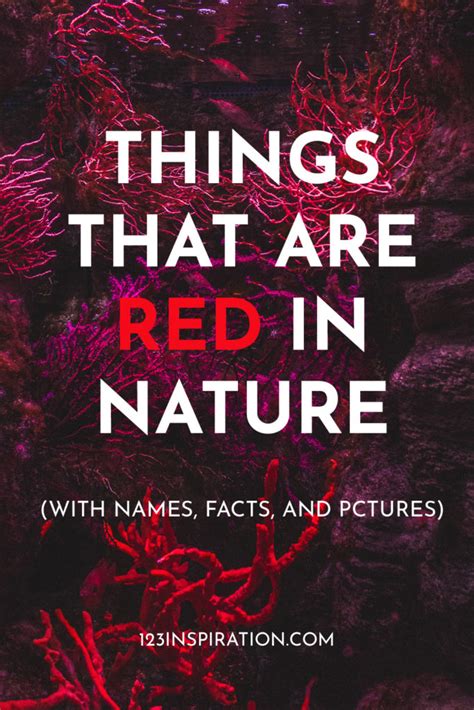 45 Things That Are Red In Nature With Names Facts And Pictures 123