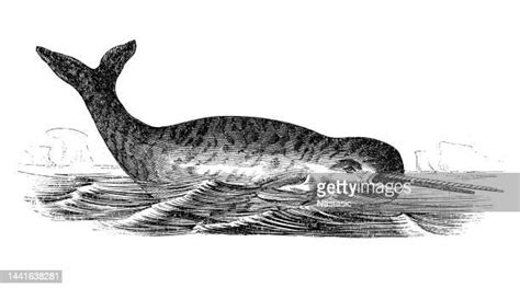 Narwhals Narwhals Swimming In The Ocean Photos And Premium High Res