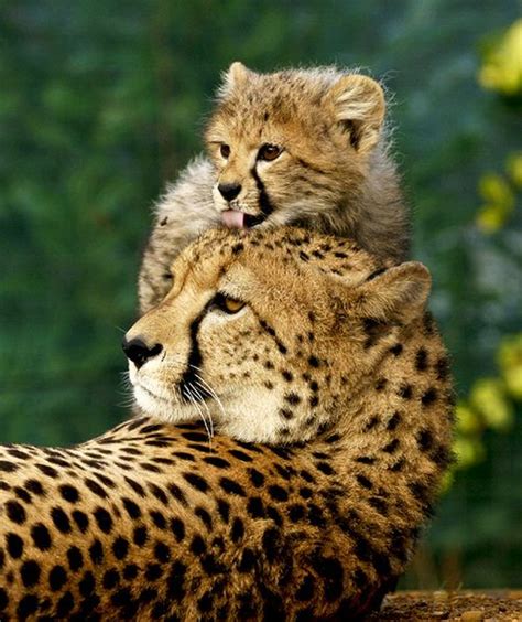 Mother And Baby Cheetah