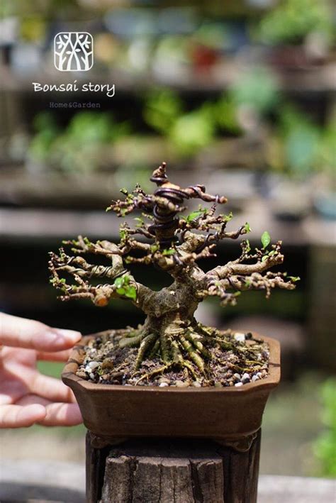Visit us to know more and how you can get best dental we will continue to provide you with updates as the situation continues to change. Pin oleh NitRudy di Bonsai | Bonsai
