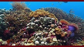 Landmarks Buccoo Reef - YouTube