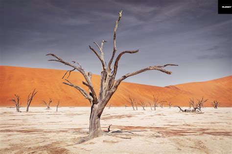 Namib Desert Trees Dead Vlei Mlenny Photography Travel Nature