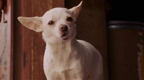 'she's the burrower, that's what she does. Recensione su Beverly Hills Chihuahua (2008) di Tyler ...