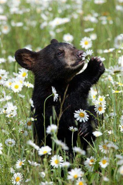 Cute Little Bear Cub Bears Wolves And Foxes Pinterest