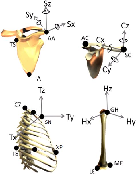Kinematic Characteristics Of The Scapula And Clavicle During Military