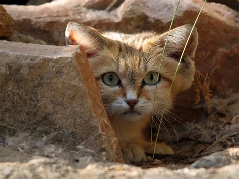 Cute Sand Cat Spotted For The First Time In A Decade In The United Arab