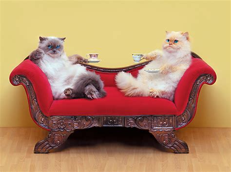 Cats On Sofa Blank Template Imgflip