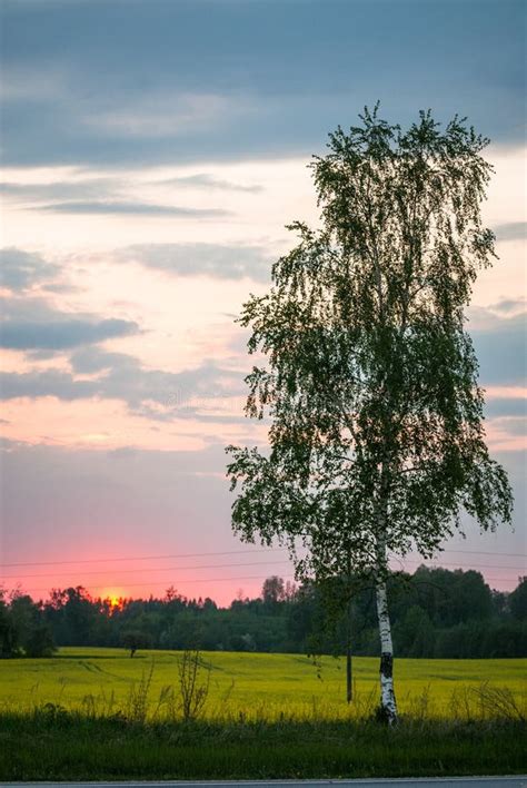 Birch Tree Yellow Field And A Cloudy Sunset Stock Photo Image Of
