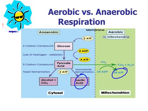 Comparing Aerobic And Anaerobic Respiration