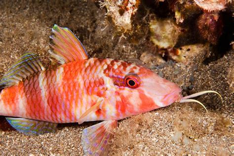 Manybar Goatfish Parupeneus Multifasciatus Hawaii David Fleetham
