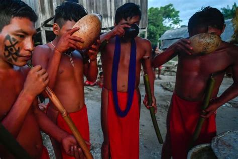 Caxiri Bir Tradisional Suku Pedalaman Hutan Amazon