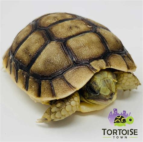 Greek Tortoise For Sale Baby Golden Greek Tortoise For Sale Greek Turtles