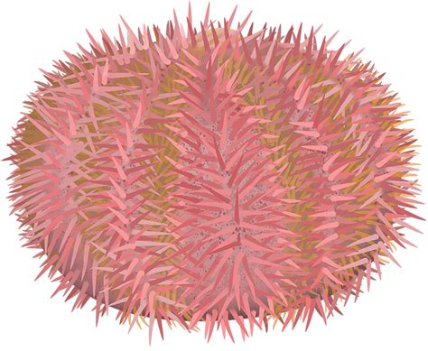 Pink Sea Urchin Holopneustes Pycnotilus Marinewise