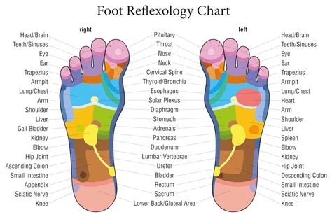 Reflexology Chart Crossgates Chiropody And Therapy Centre