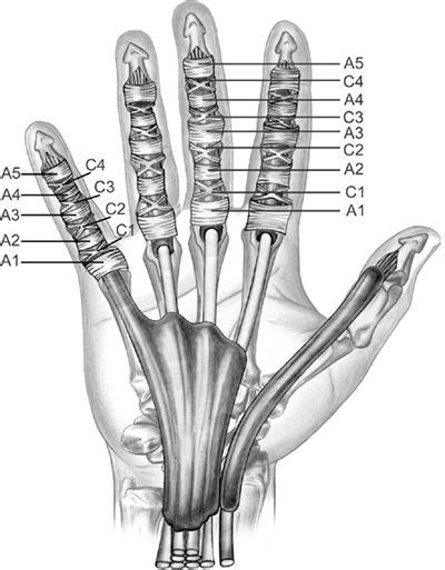Finger Pulley Injury Everything You Need To Know S57