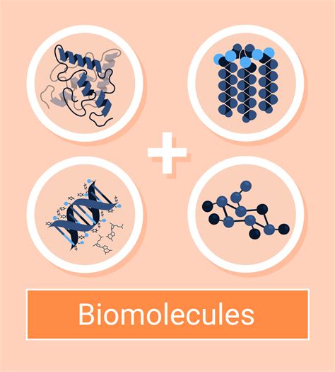 Biomolecules Types And Functions Conduct Science