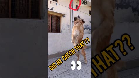 Dog Funny Video With Commentary In Background Youtube