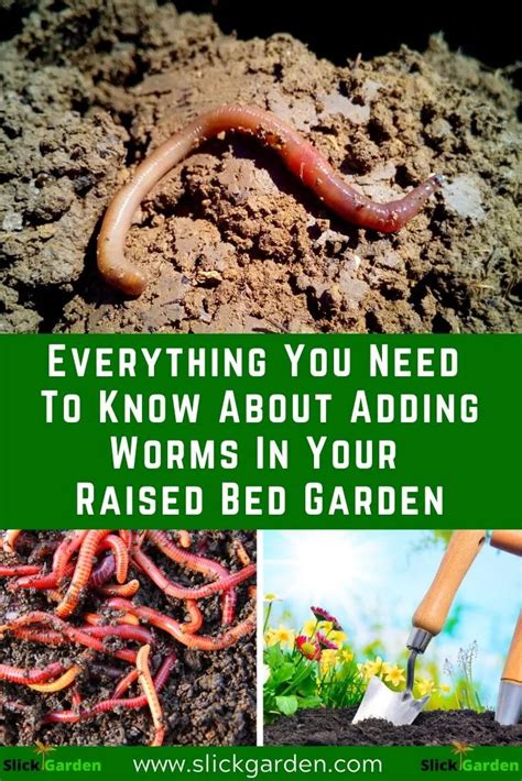 Everything You Need To Know About Adding Worms In Your Raised Bed