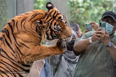 Time To Urgently Pursue Better Human Tiger Conflict Prevention Wwf