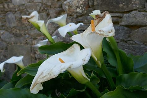 How To Plant Calla Lily Outdoor In Your Garden Tricks To Care