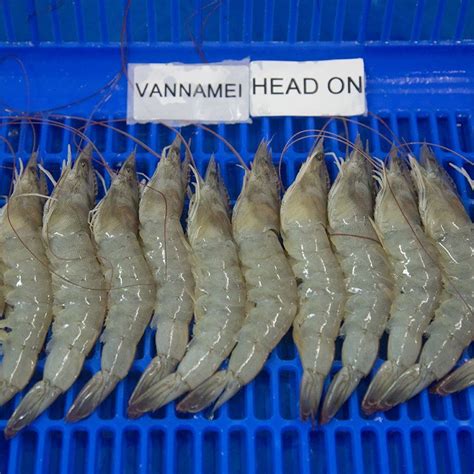 Premium Fresh Frozen Red Lodster Shrimps Prawns Black Tiger Shrimps