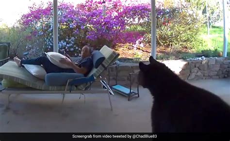 Watch Bear Casually Wanders Into A Mans Backyard This Happens Next