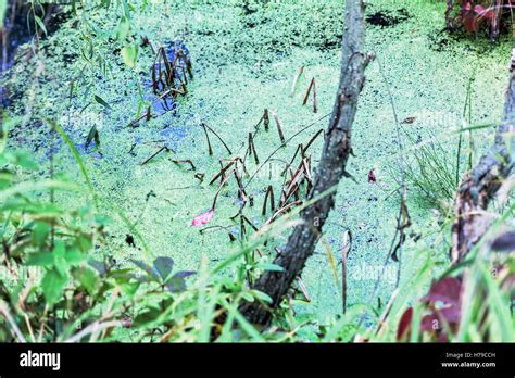 Swamp Green Swamp Hi Res Stock Photography And Images Alamy