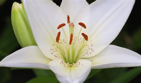 A Portrait Of A White Lily Flower Genus Lilium Photograph By Derrick